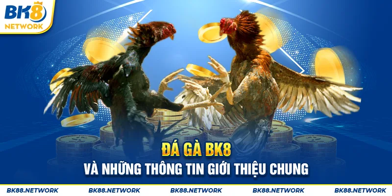 Trải nghiệm đá gà bk8